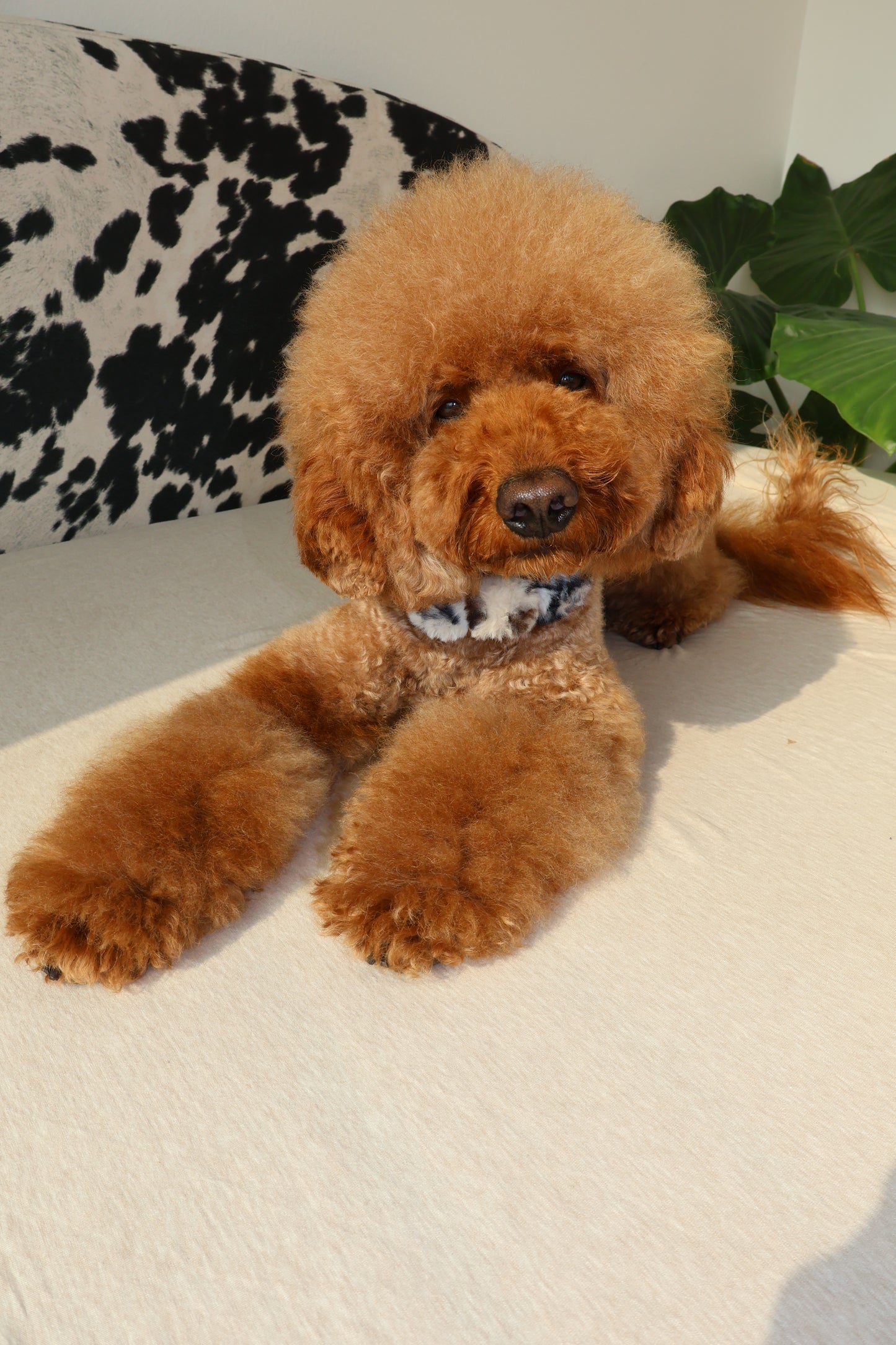 Ferocious – Poodle Pearls Dog Necklace