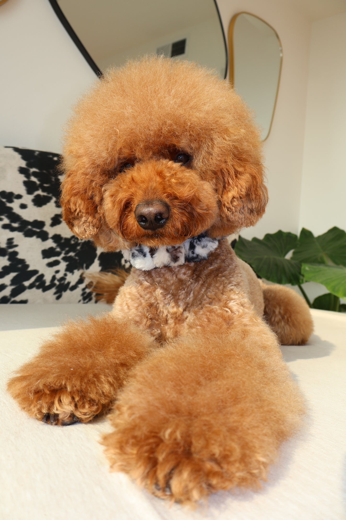 Ferocious – Poodle Pearls Dog Necklace