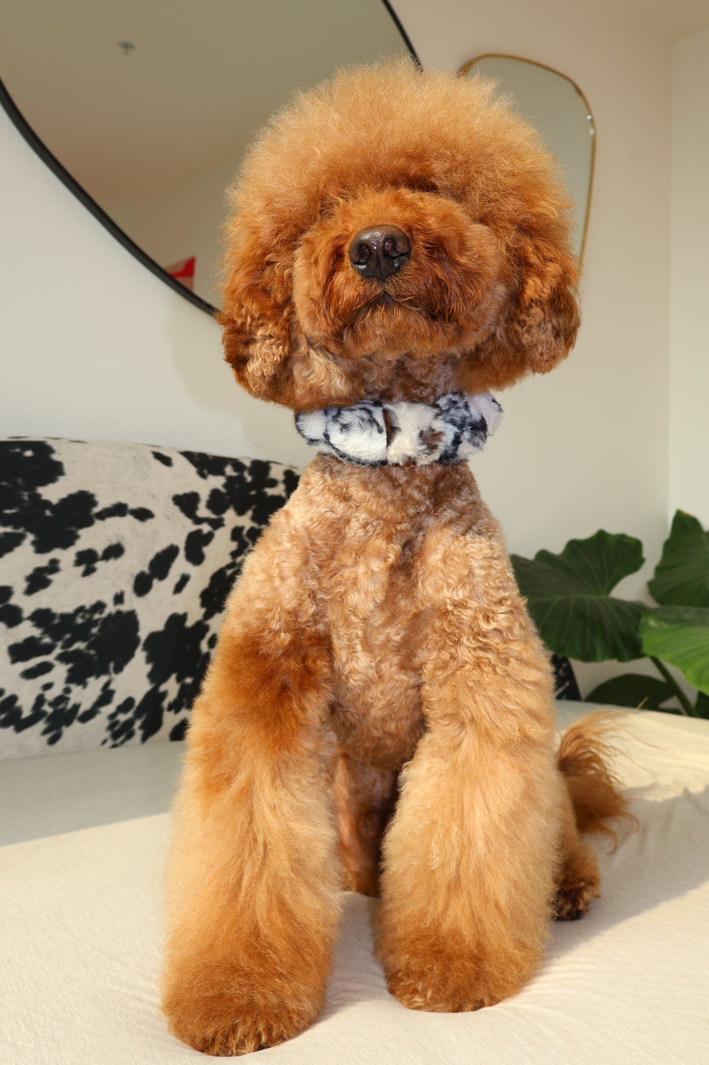 Ferocious – Poodle Pearls Dog Necklace