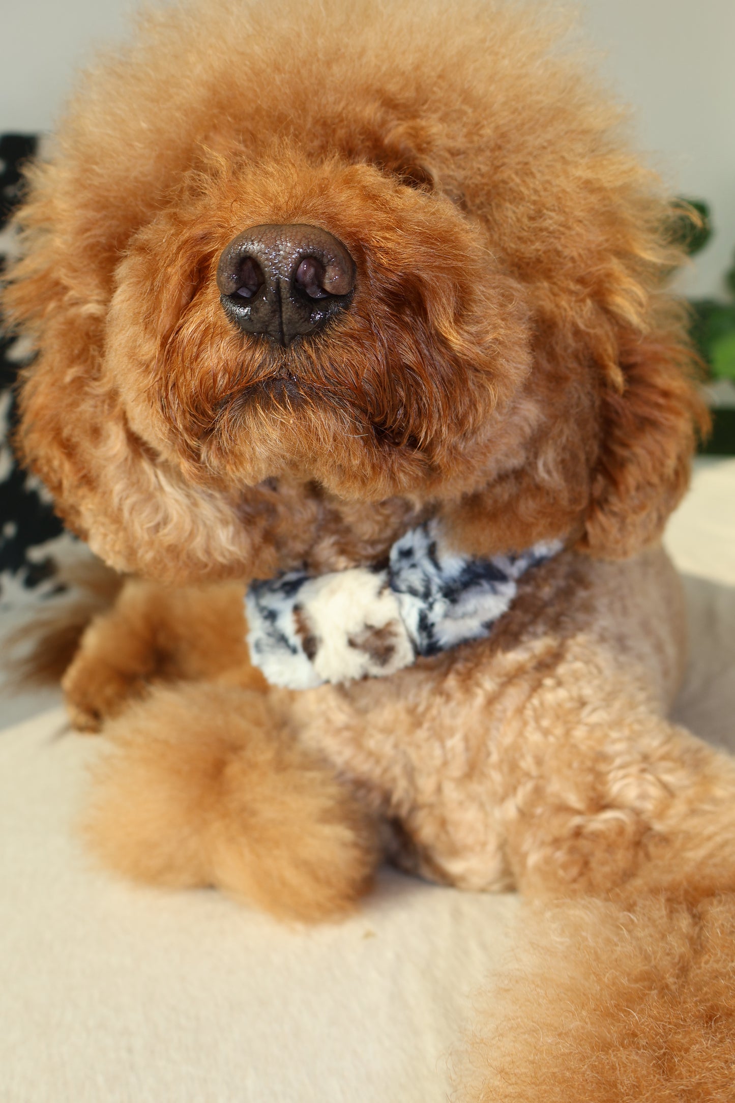 Ferocious – Poodle Pearls Dog Necklace
