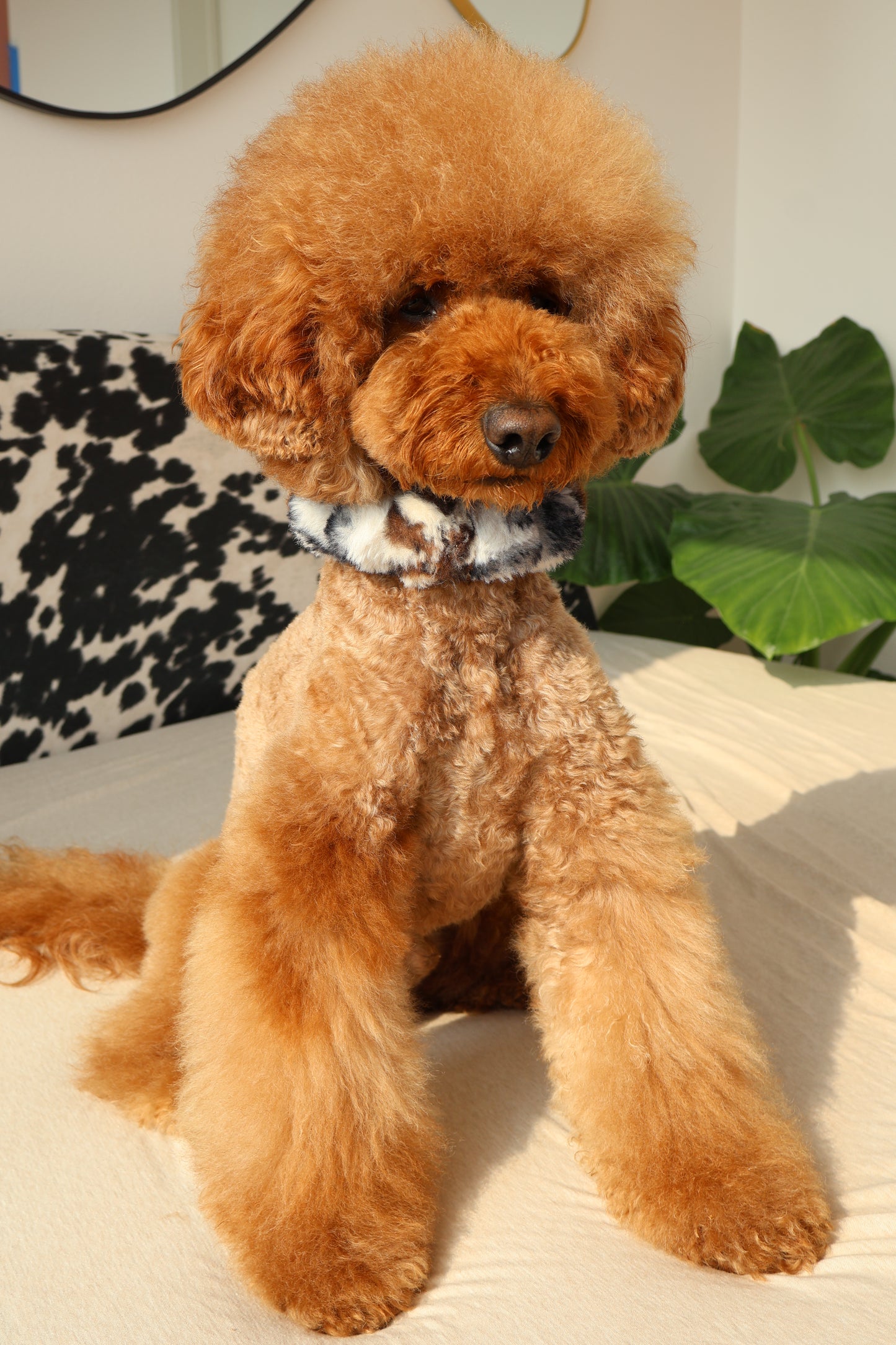 Ferocious – Poodle Pearls Dog Necklace