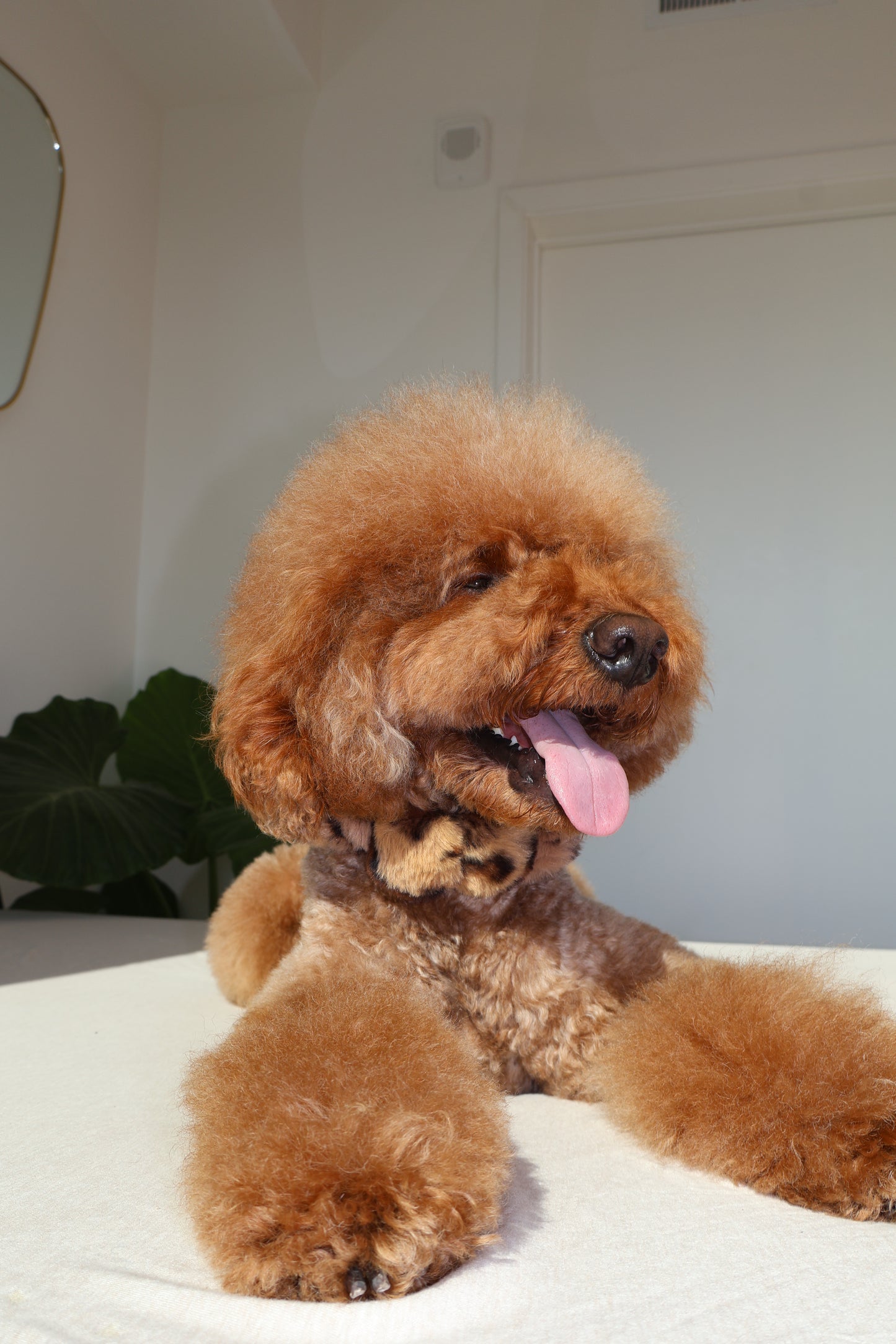Mocha Latte – Poodle Pearls Dog Necklace