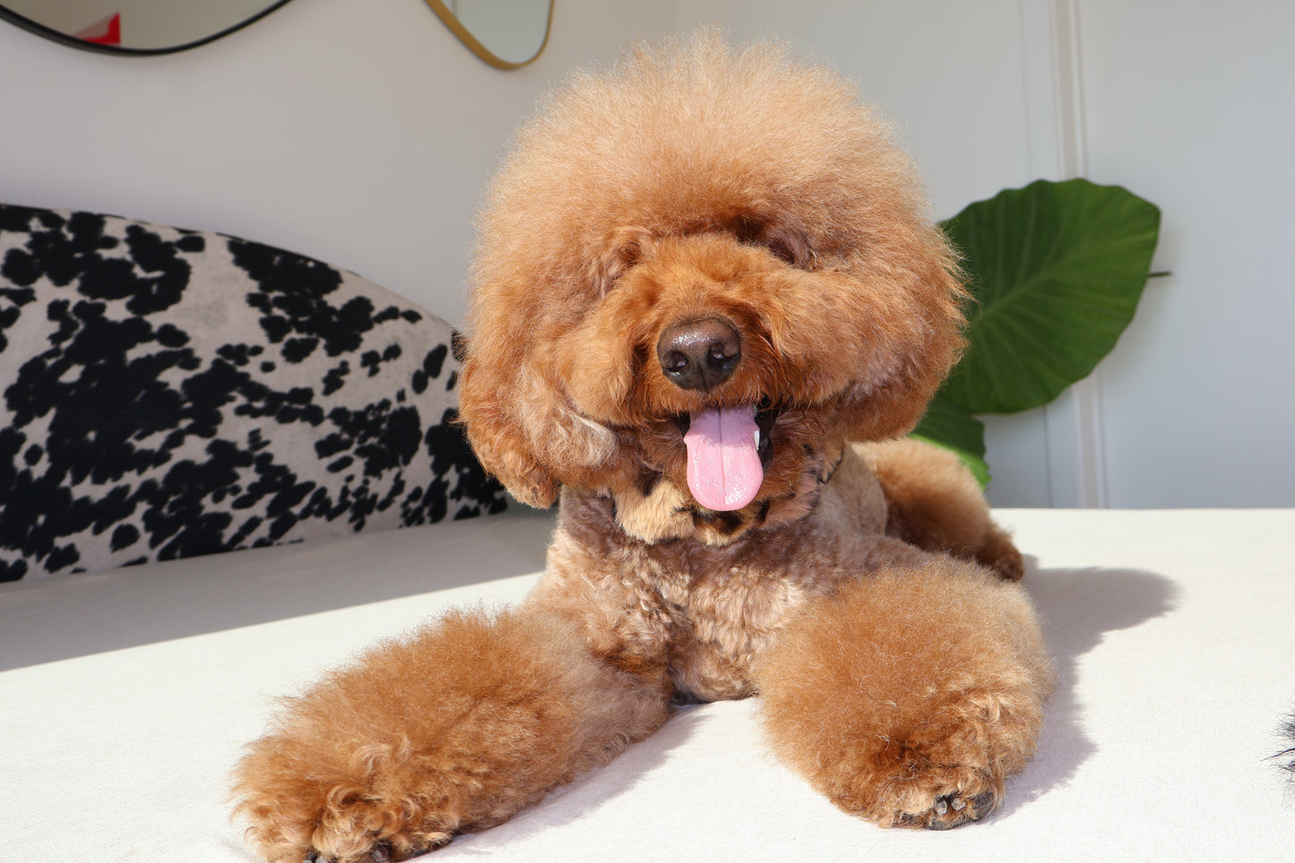 Mocha Latte – Poodle Pearls Dog Necklace