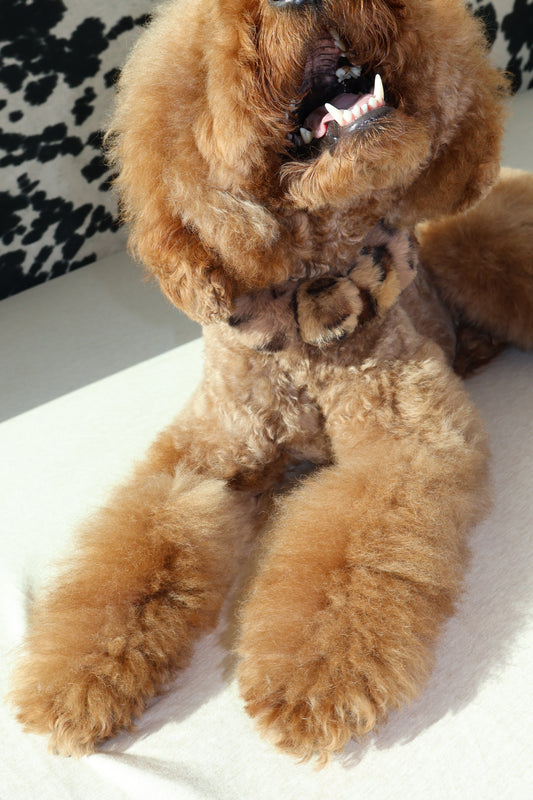 Mocha Latte – Poodle Pearls Dog Necklace