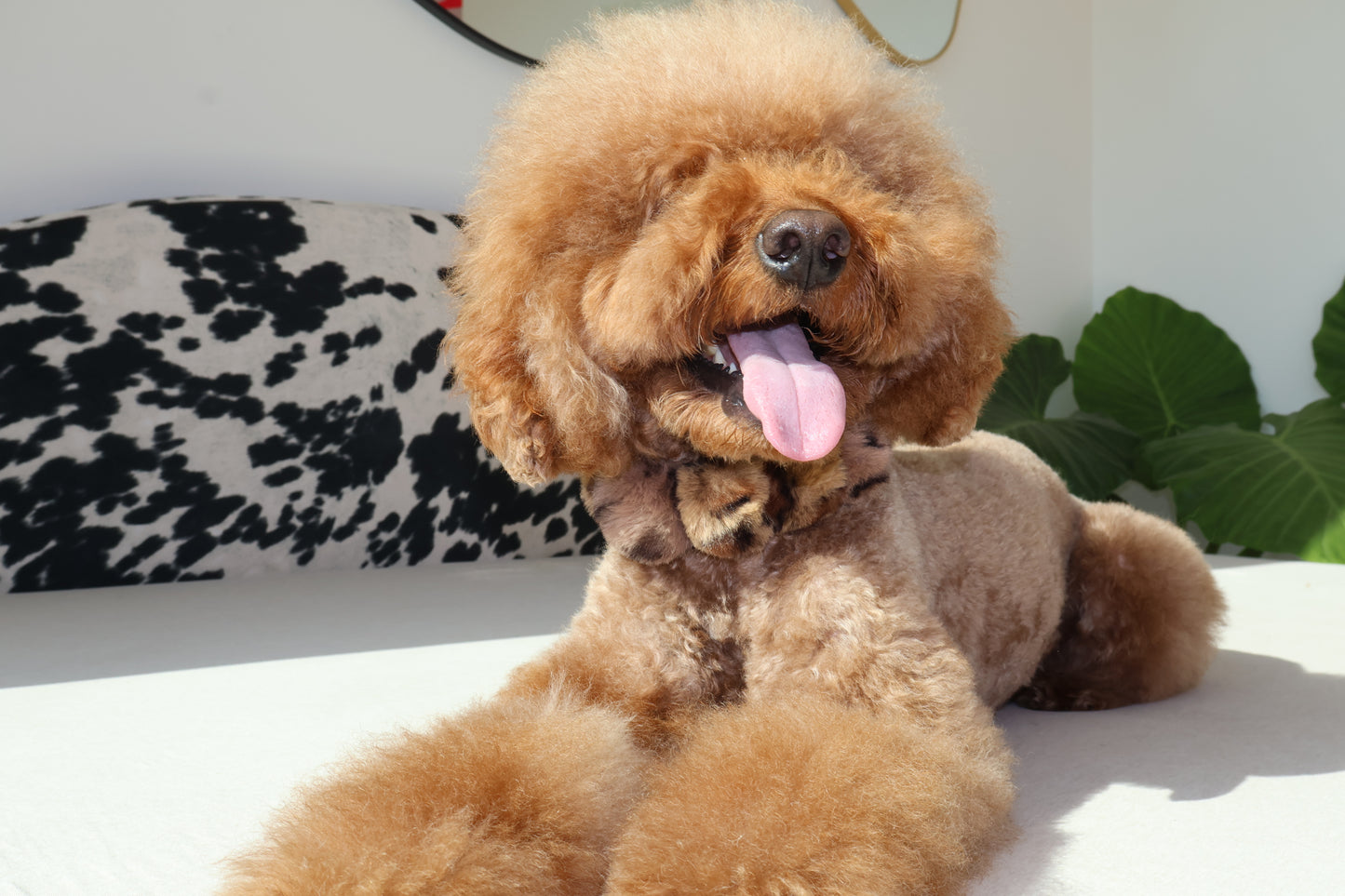 Mocha Latte – Poodle Pearls Dog Necklace