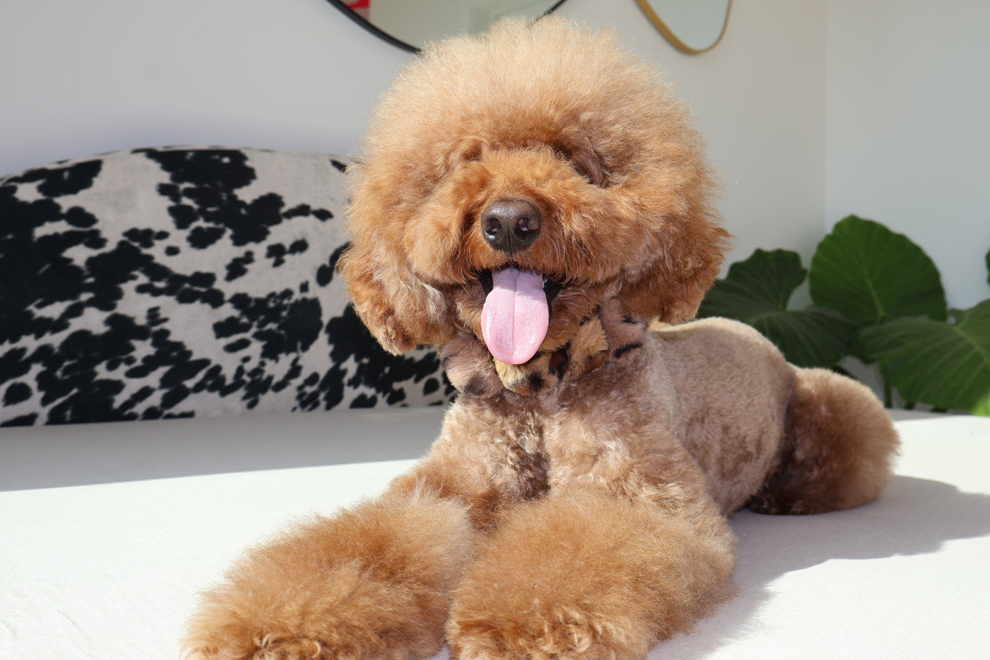 Mocha Latte – Poodle Pearls Dog Necklace
