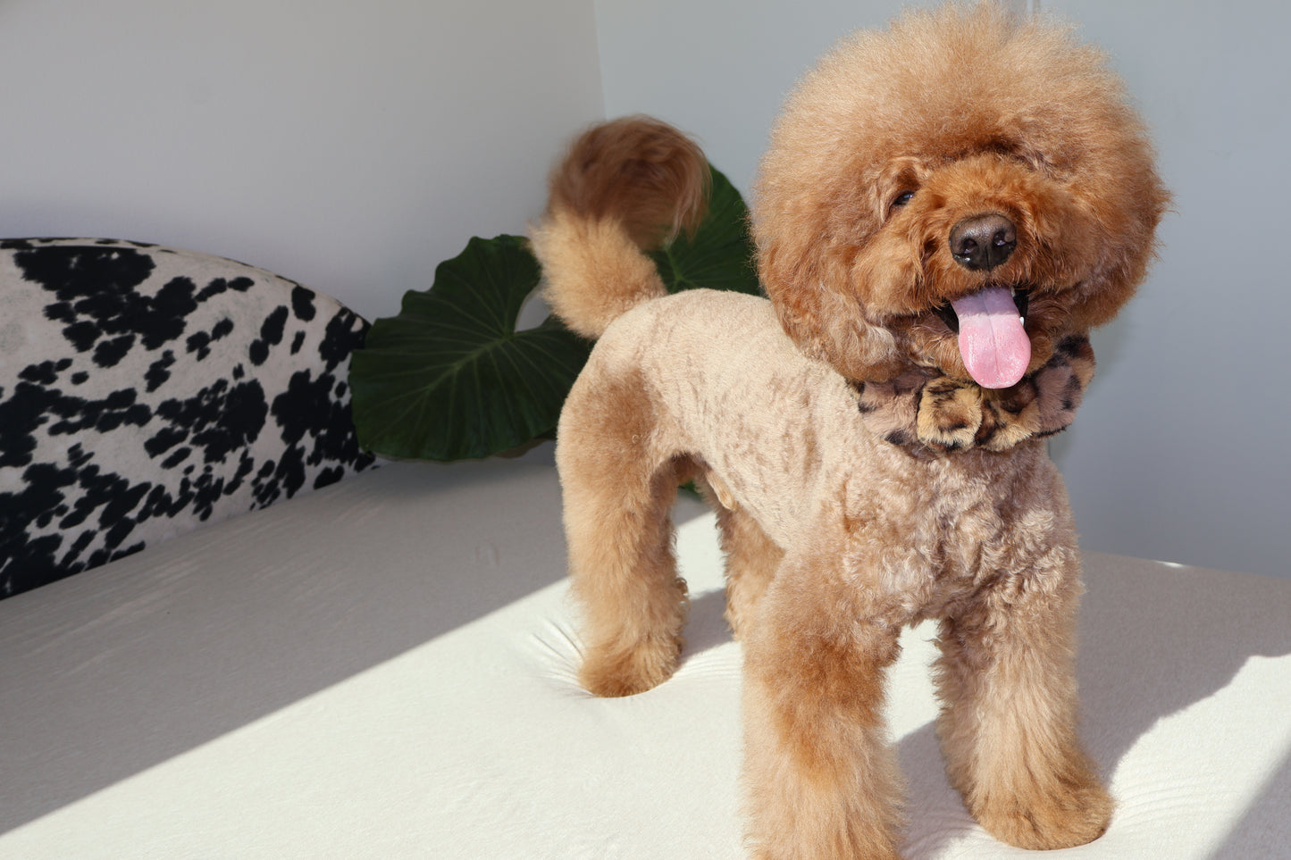 Mocha Latte – Poodle Pearls Dog Necklace