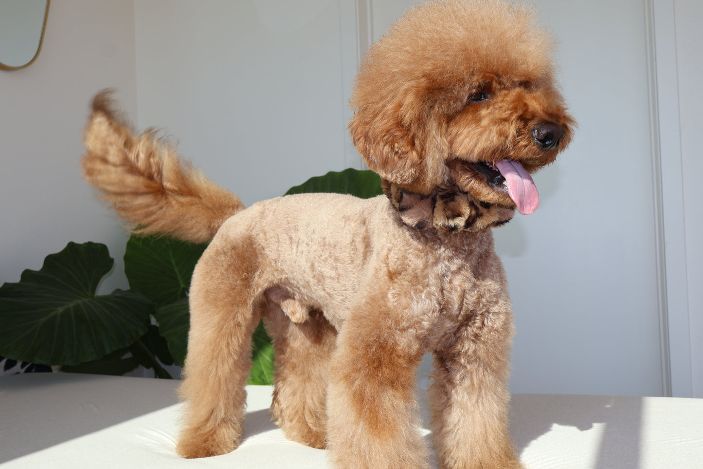 Mocha Latte – Poodle Pearls Dog Necklace
