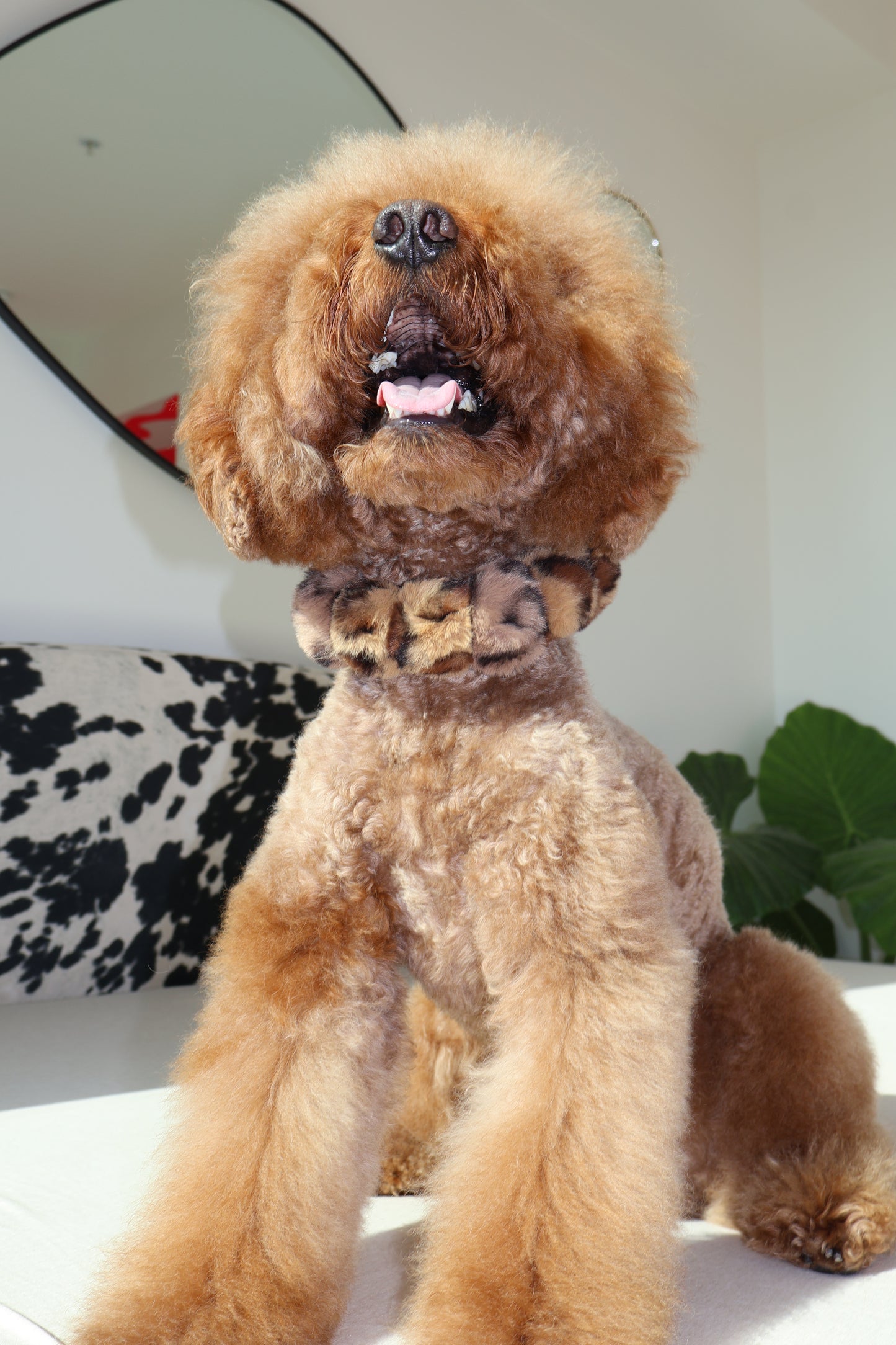 Mocha Latte – Poodle Pearls Dog Necklace