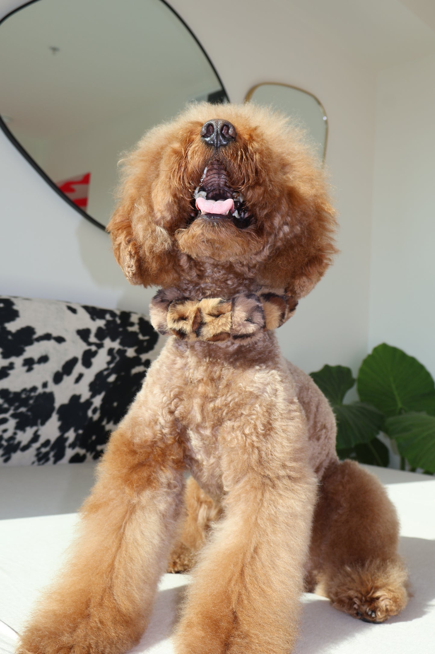 Mocha Latte – Poodle Pearls Dog Necklace