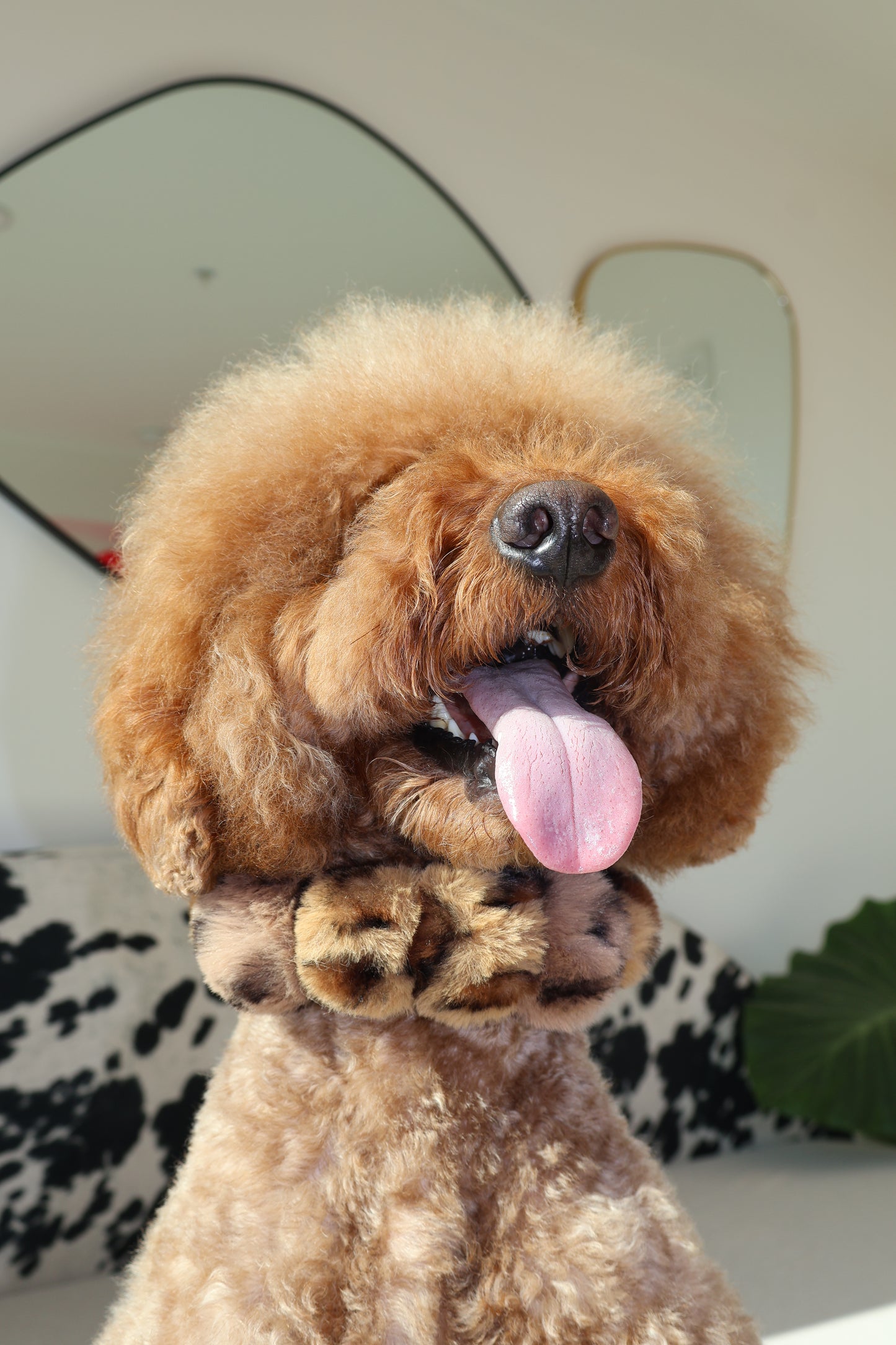 Mocha Latte – Poodle Pearls Dog Necklace