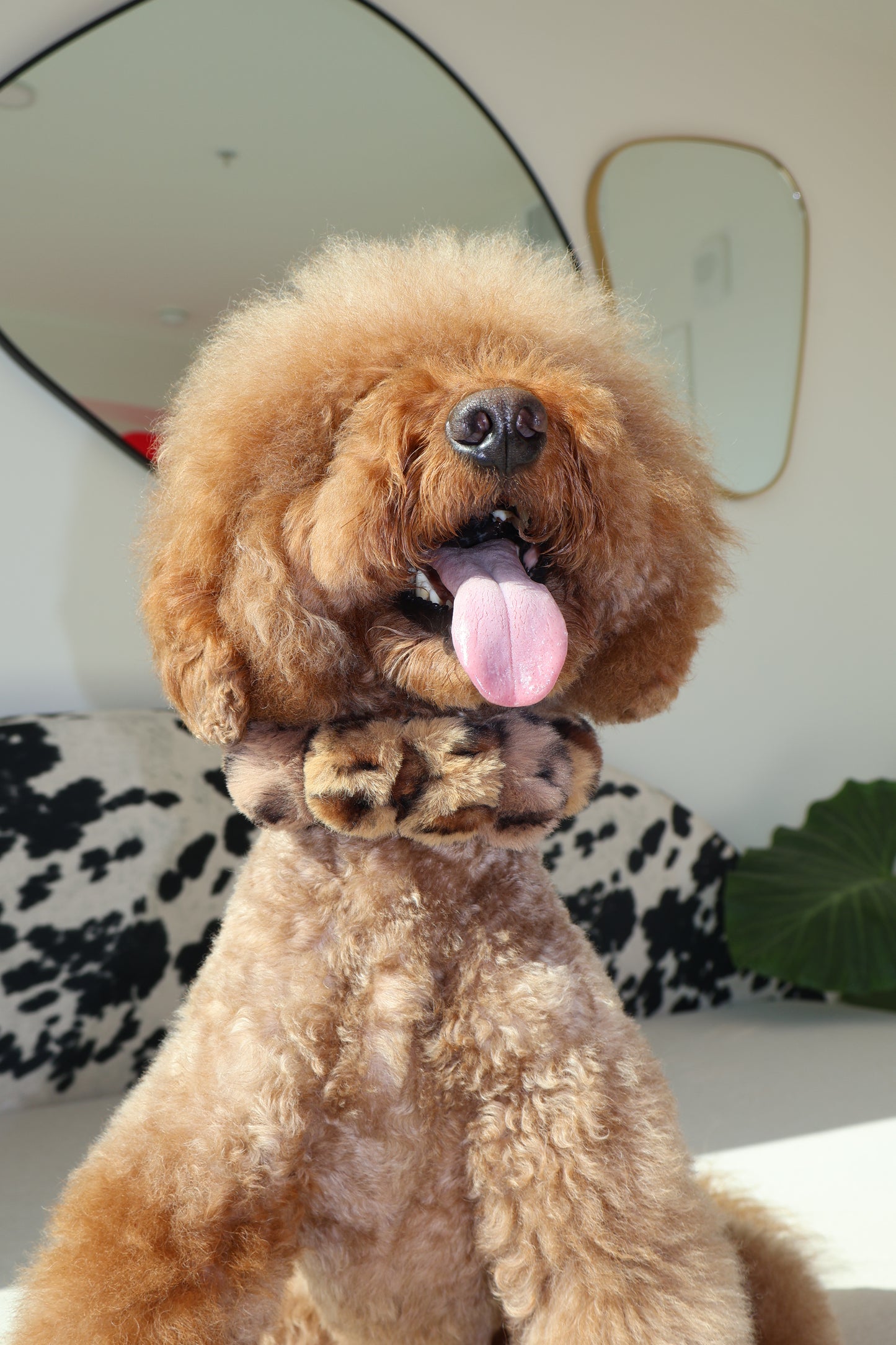 Mocha Latte – Poodle Pearls Dog Necklace