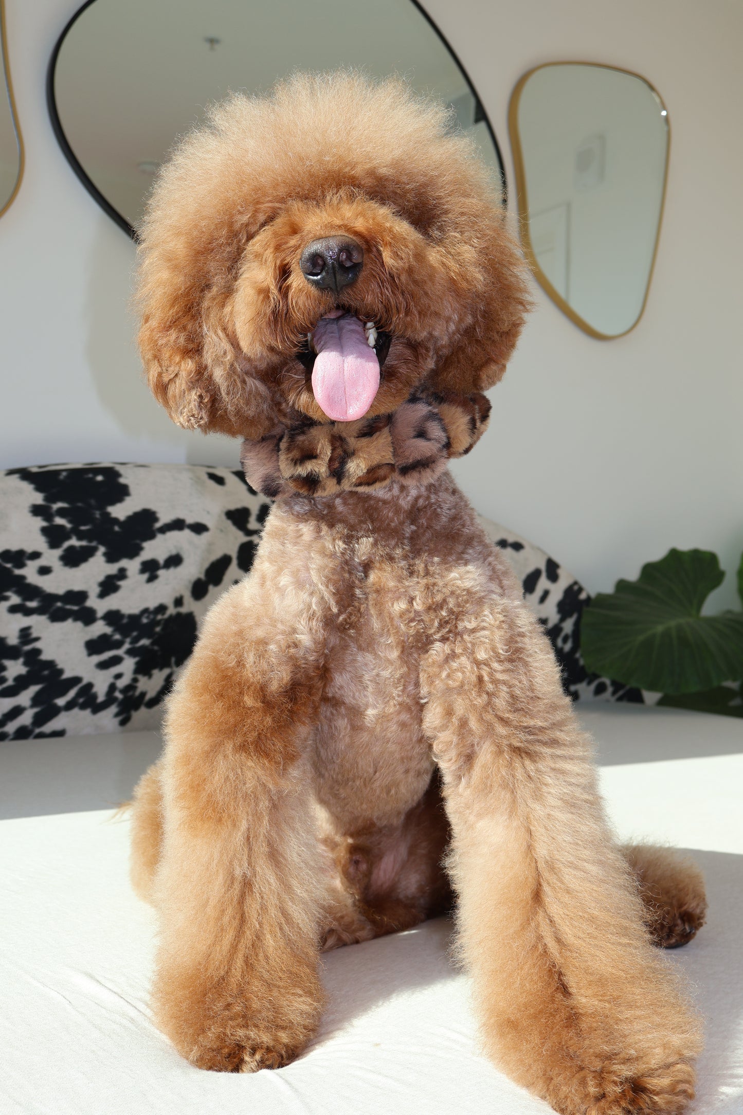 Mocha Latte – Poodle Pearls Dog Necklace