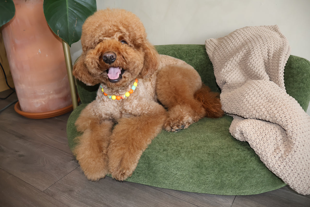 Sunset Blvd – Poodle Pearls Dog Necklace