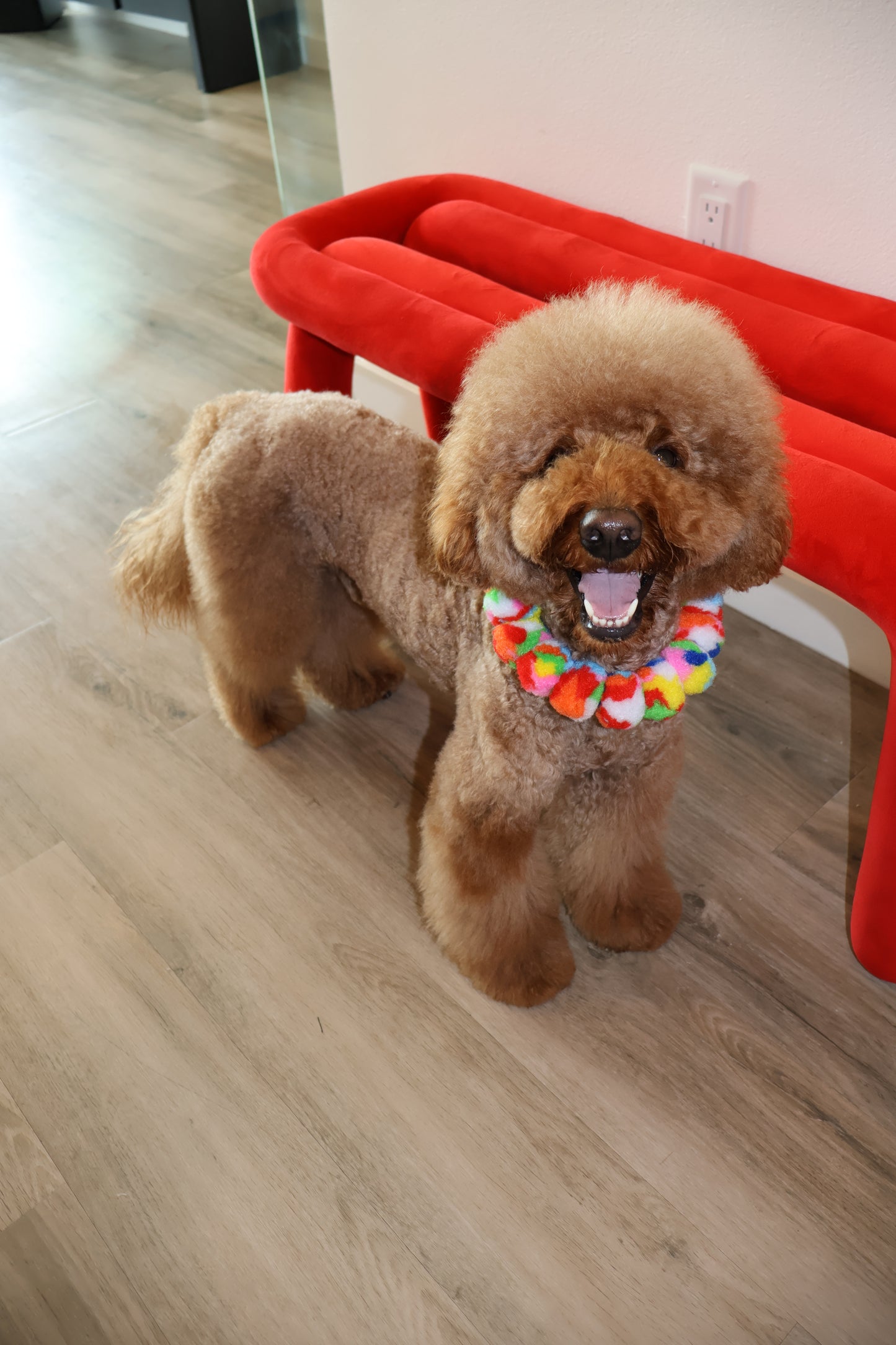 Freedom – Poodle Pearls Dog Necklace