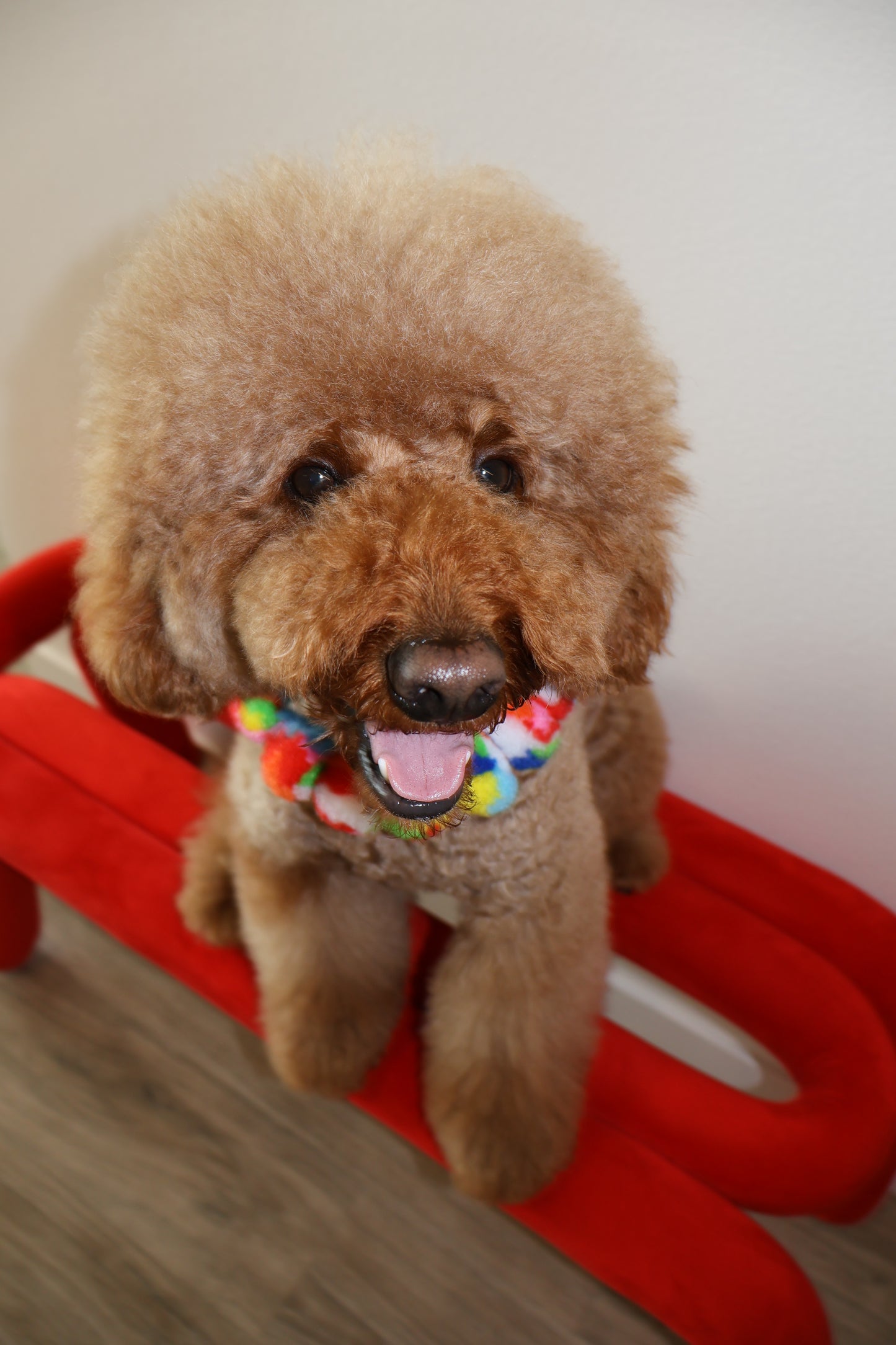 Freedom – Poodle Pearls Dog Necklace