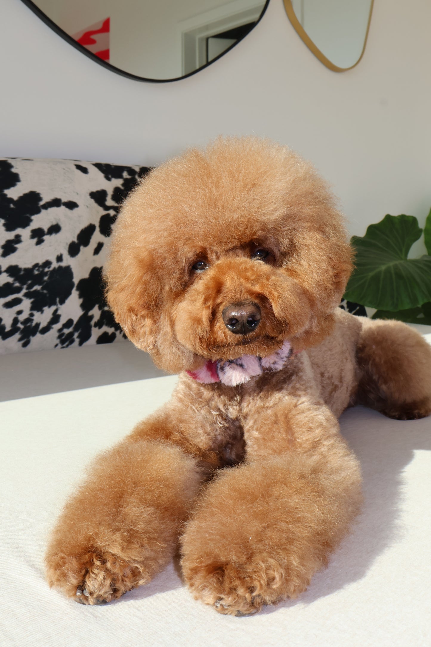 Fierce – Poodle Pearls Dog Necklace