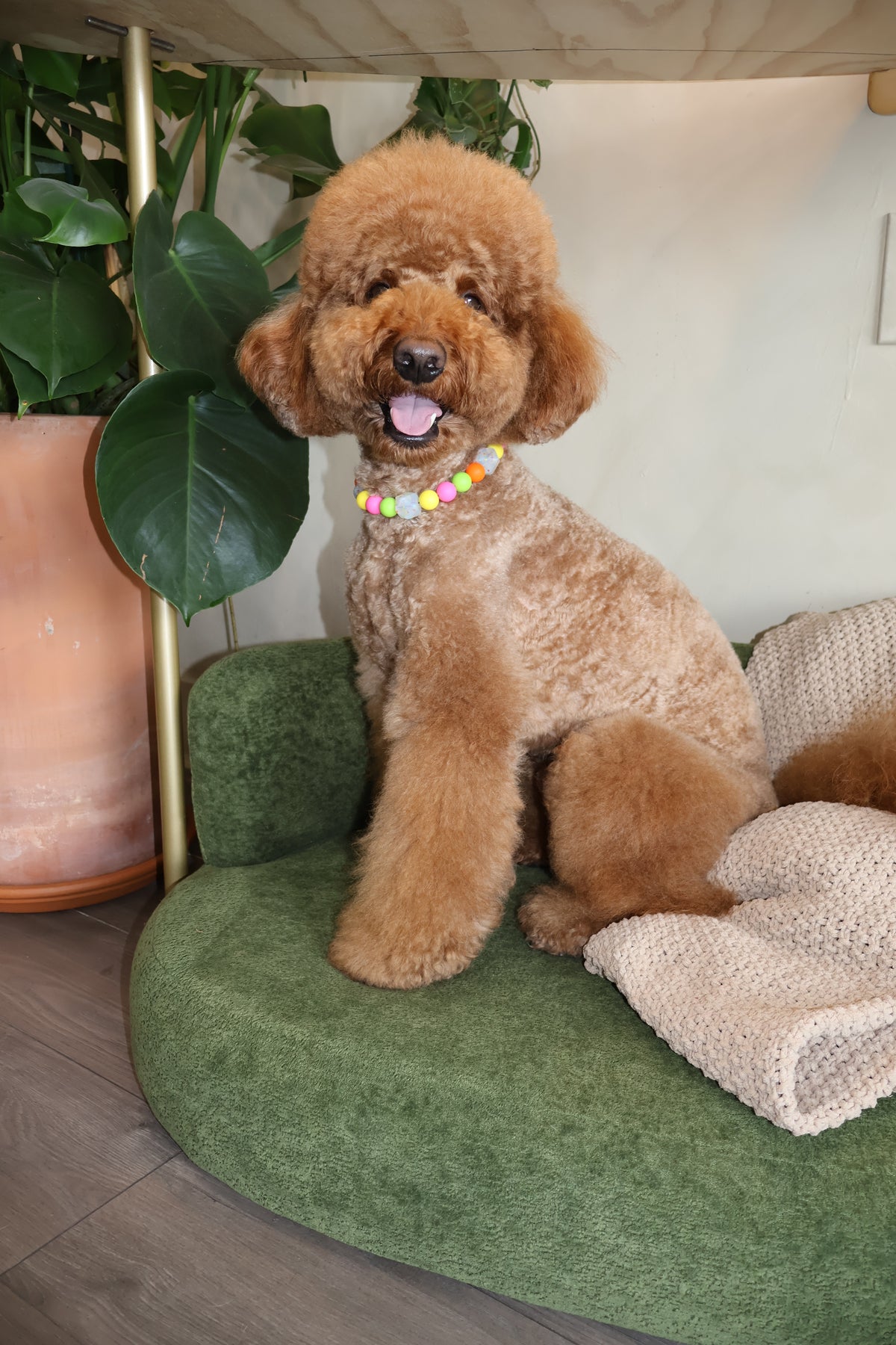 THAT PUPPY – Poodle Pearls Dog Necklace