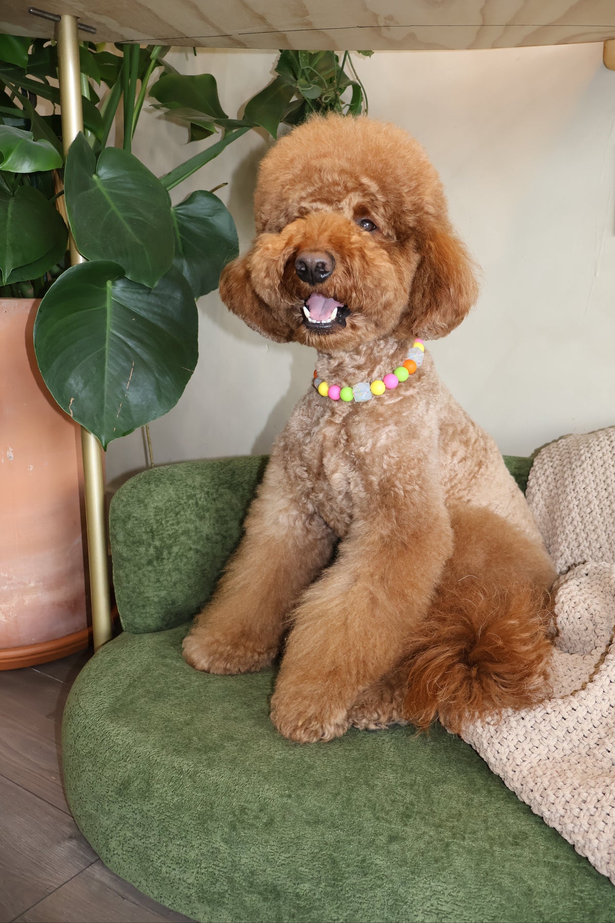 THAT PUPPY – Poodle Pearls Dog Necklace