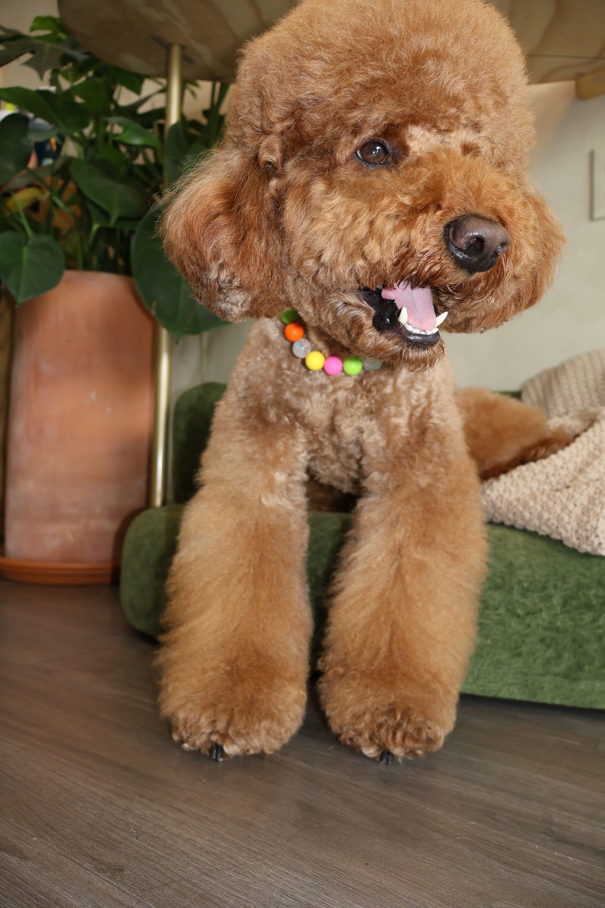 THAT PUPPY – Poodle Pearls Dog Necklace