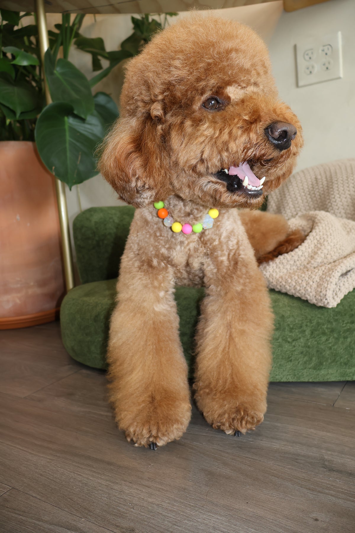 THAT PUPPY – Poodle Pearls Dog Necklace