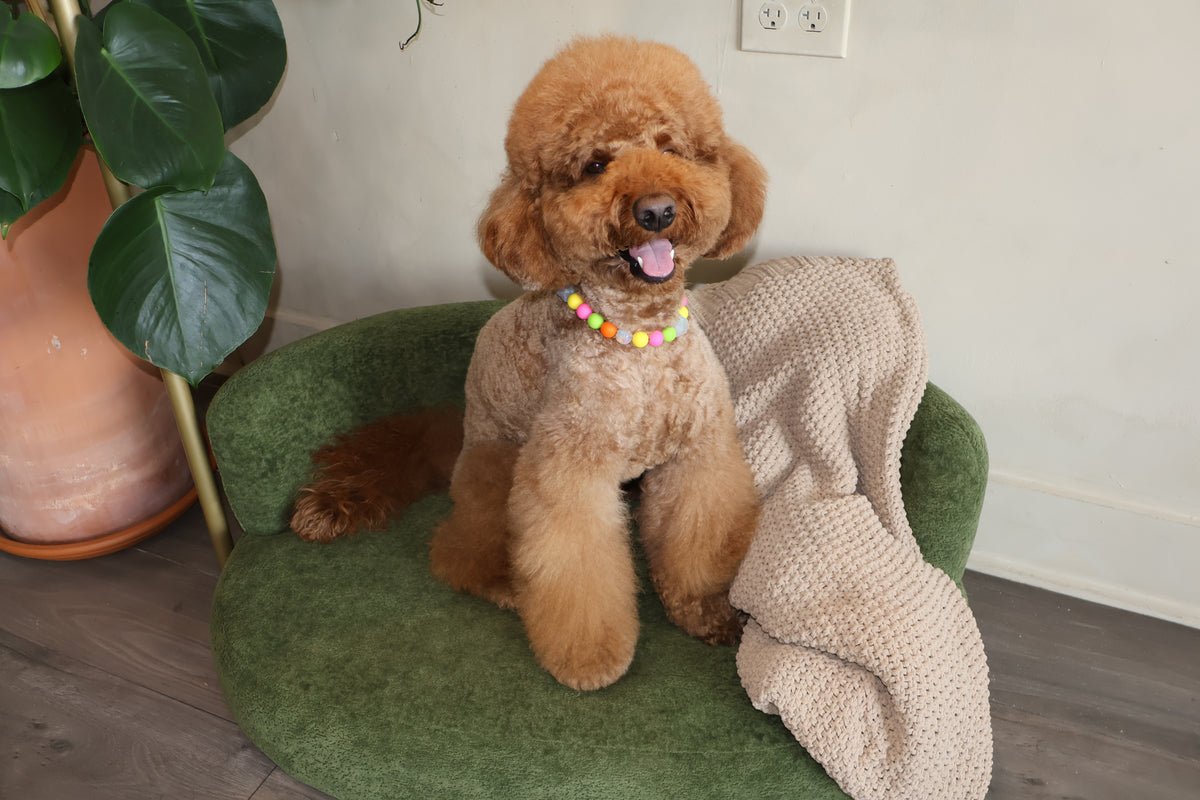 THAT PUPPY – Poodle Pearls Dog Necklace