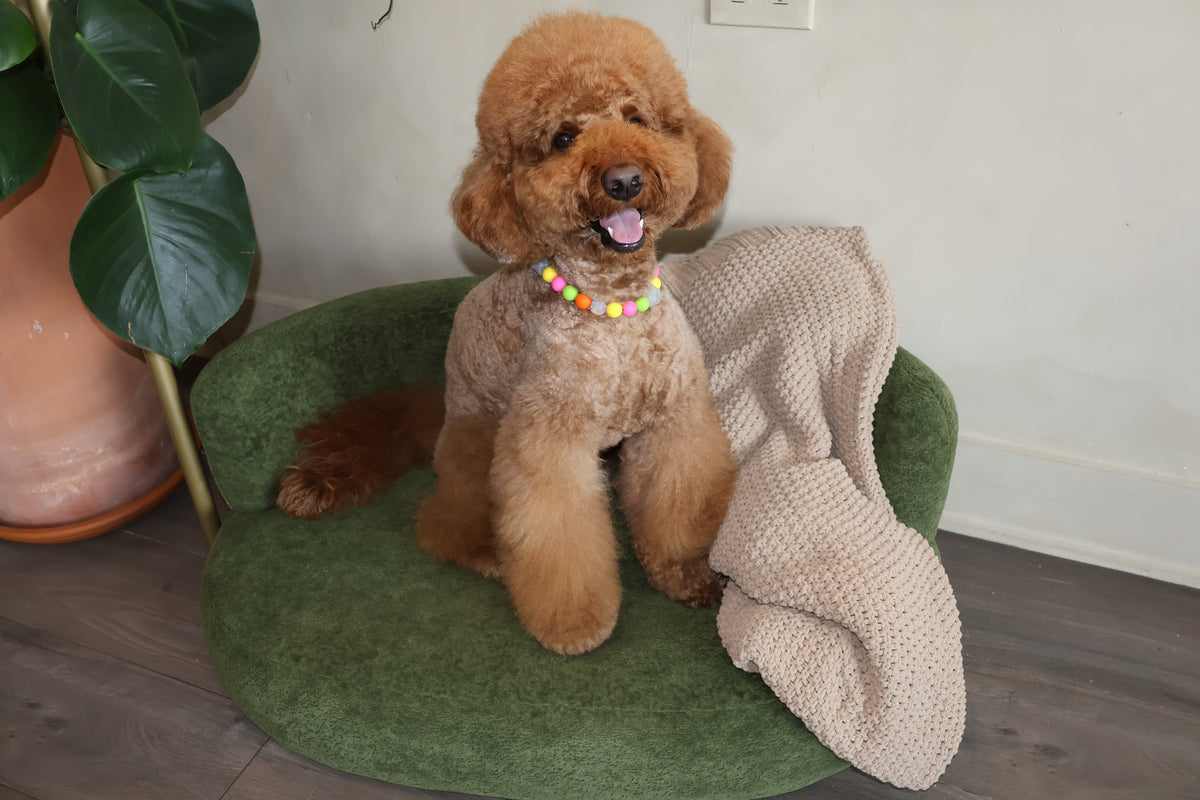 THAT PUPPY – Poodle Pearls Dog Necklace
