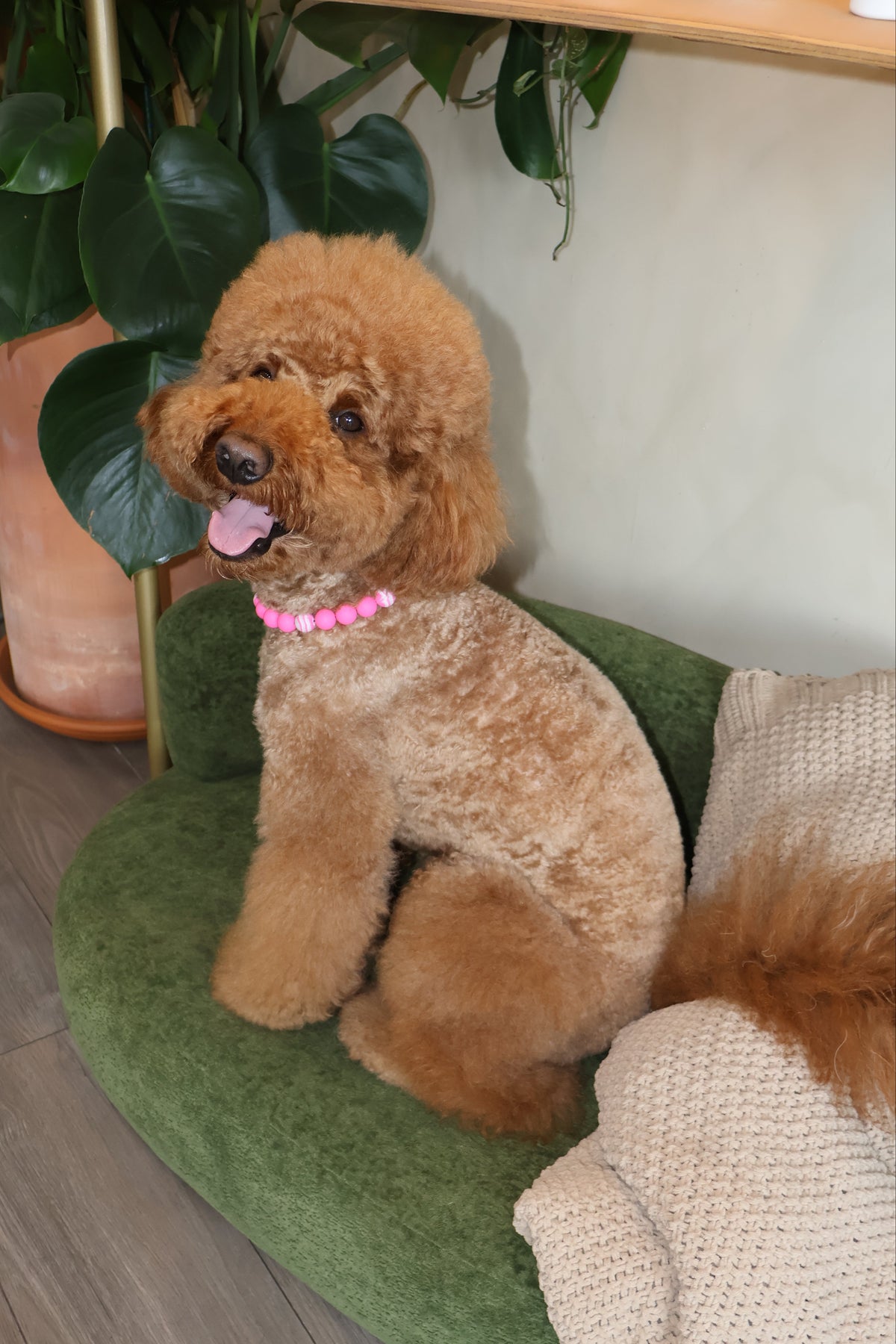 Pretty in Pink – Poodle Pearls Dog Necklace
