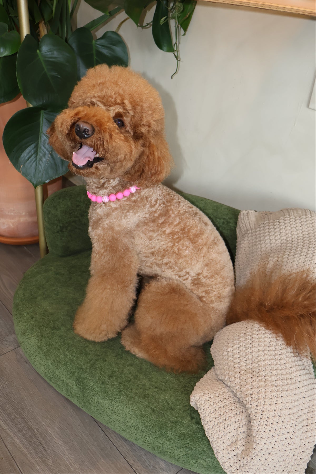 Pretty in Pink – Poodle Pearls Dog Necklace