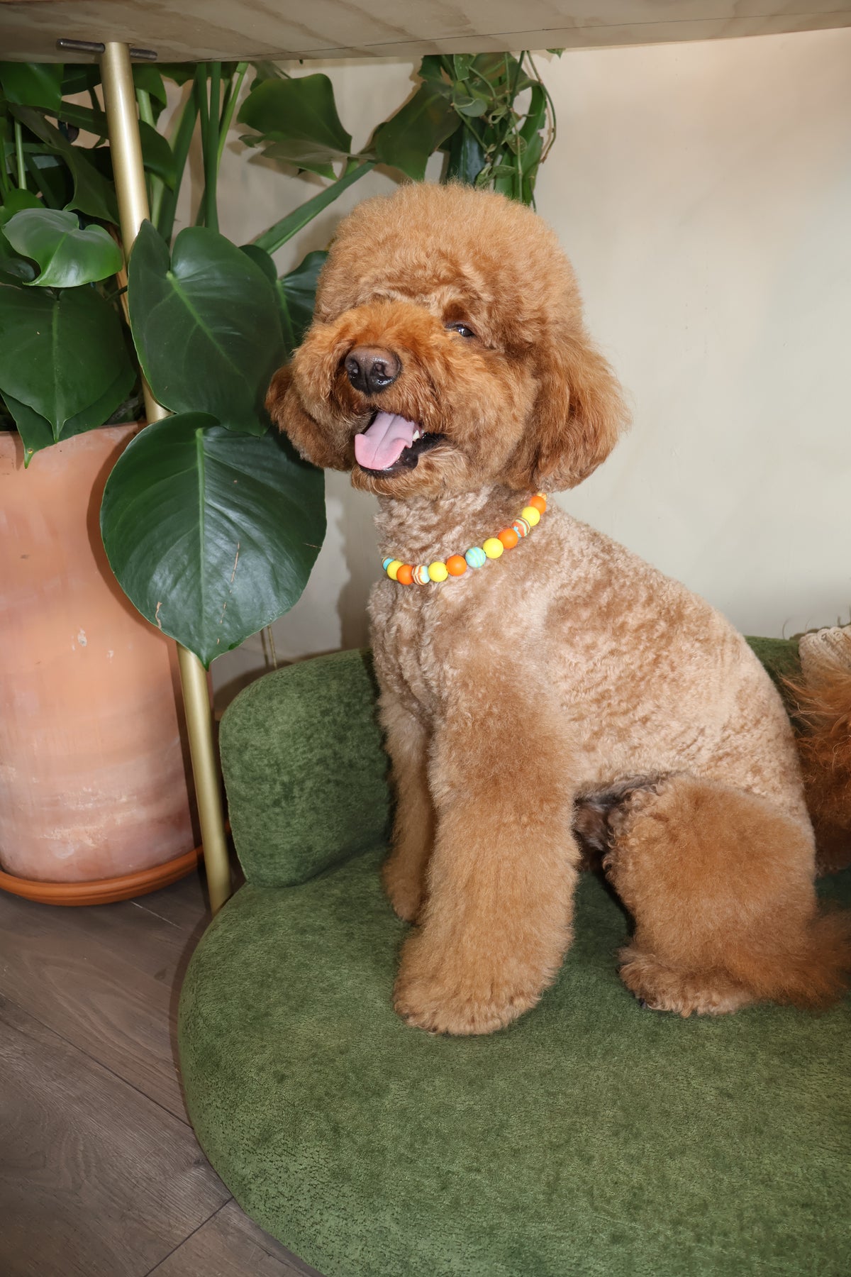 Sunset Blvd – Poodle Pearls Dog Necklace