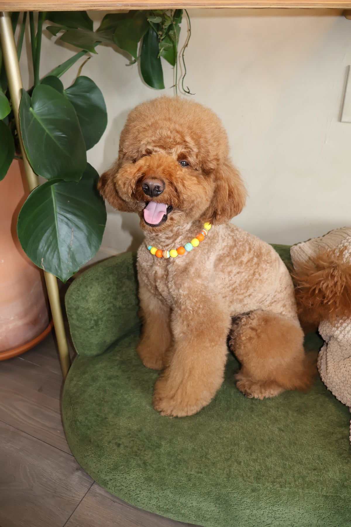 Sunset Blvd – Poodle Pearls Dog Necklace