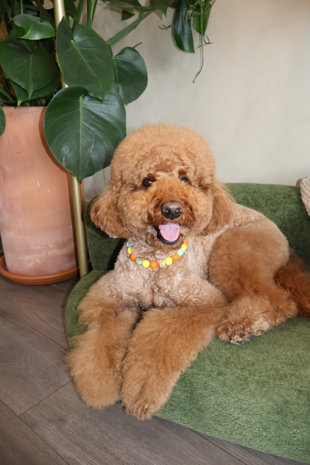 Sunset Blvd – Poodle Pearls Dog Necklace