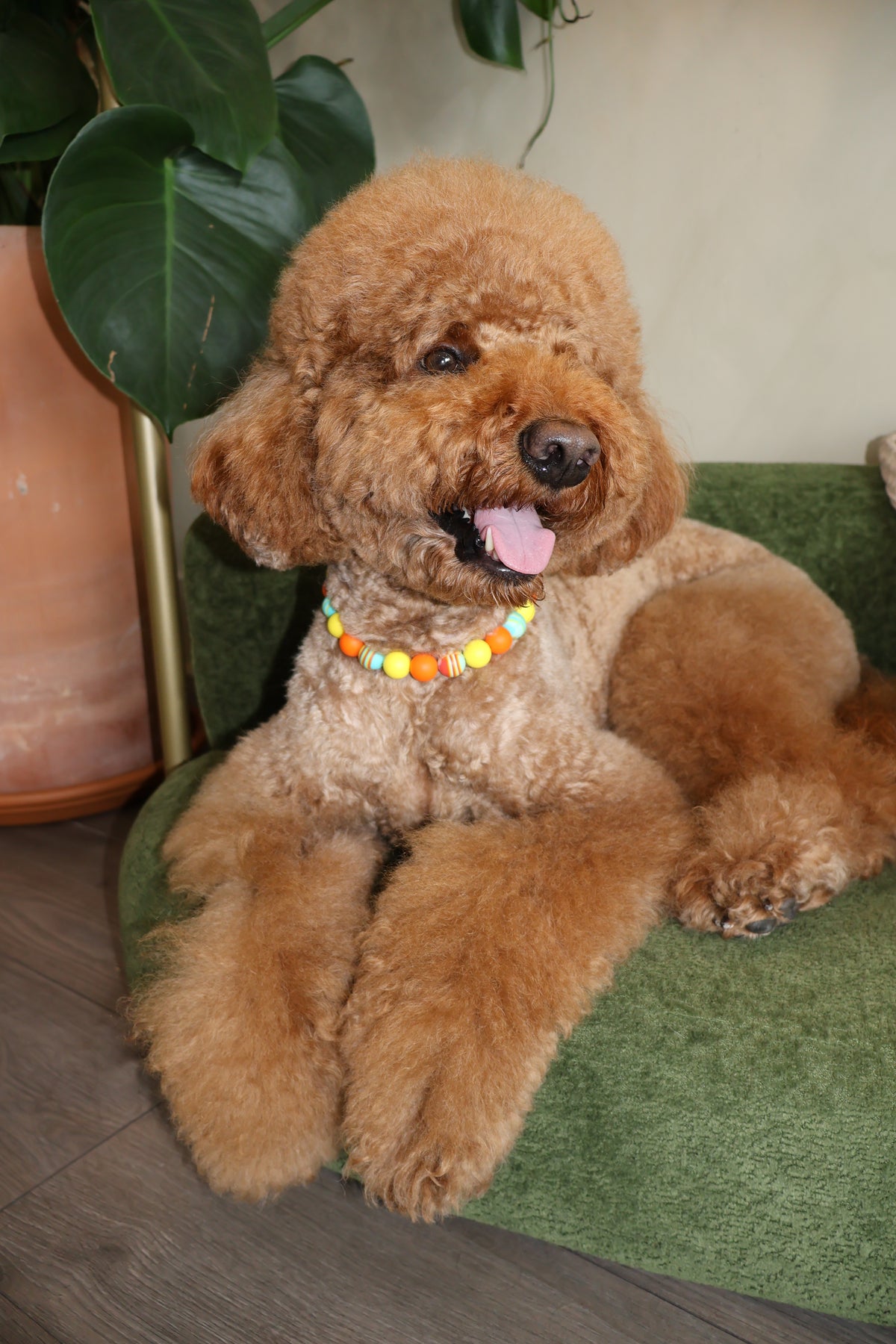 Sunset Blvd – Poodle Pearls Dog Necklace