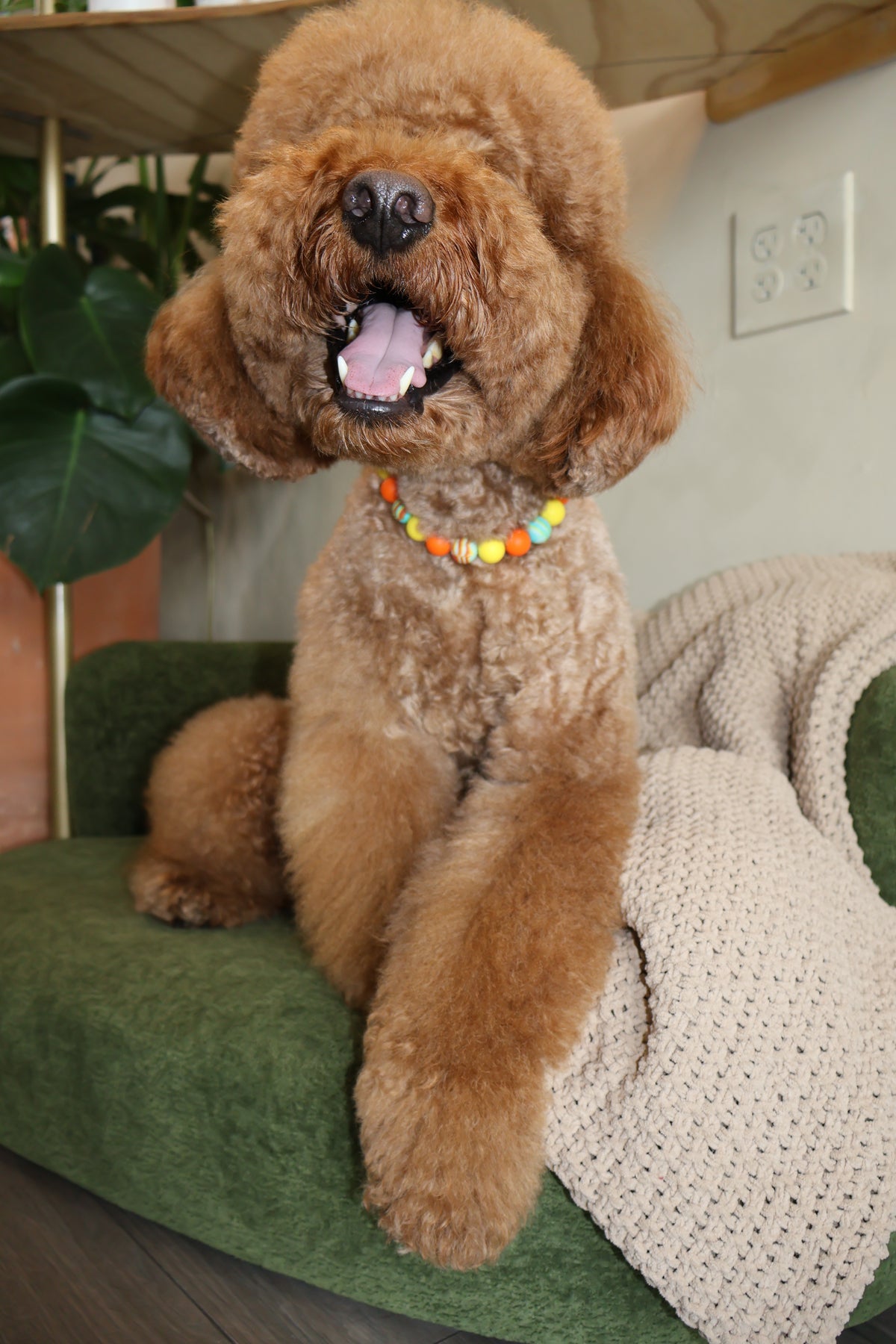 Sunset Blvd – Poodle Pearls Dog Necklace