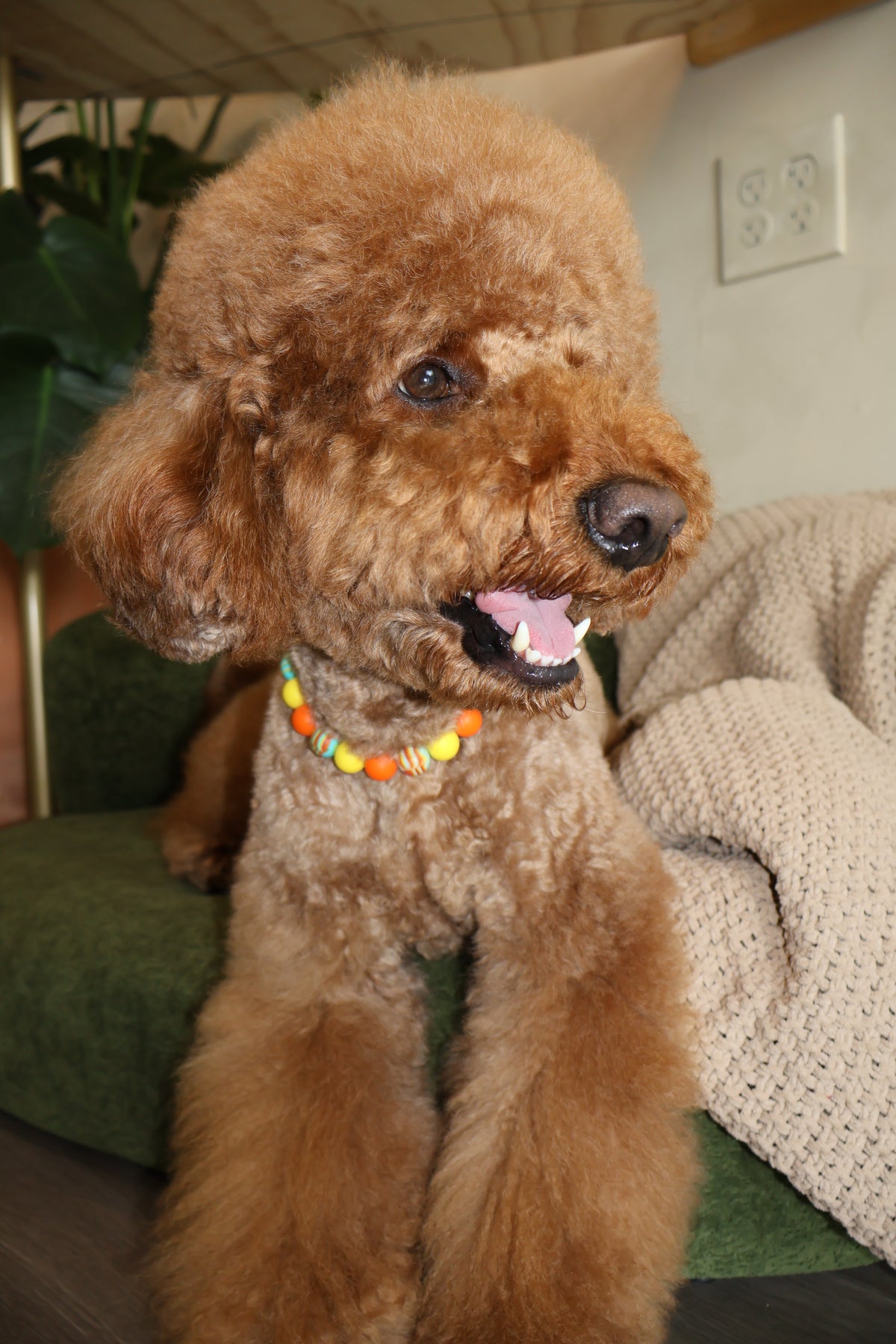 Sunset Blvd – Poodle Pearls Dog Necklace