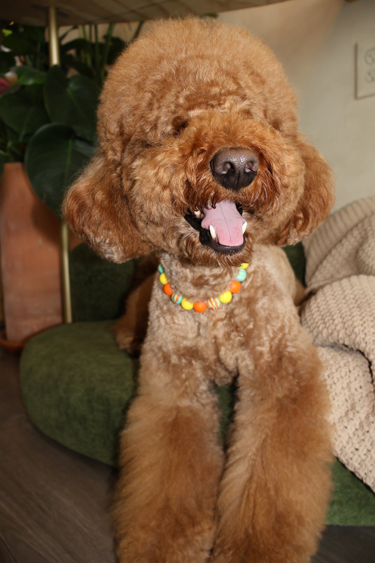 Sunset Blvd – Poodle Pearls Dog Necklace