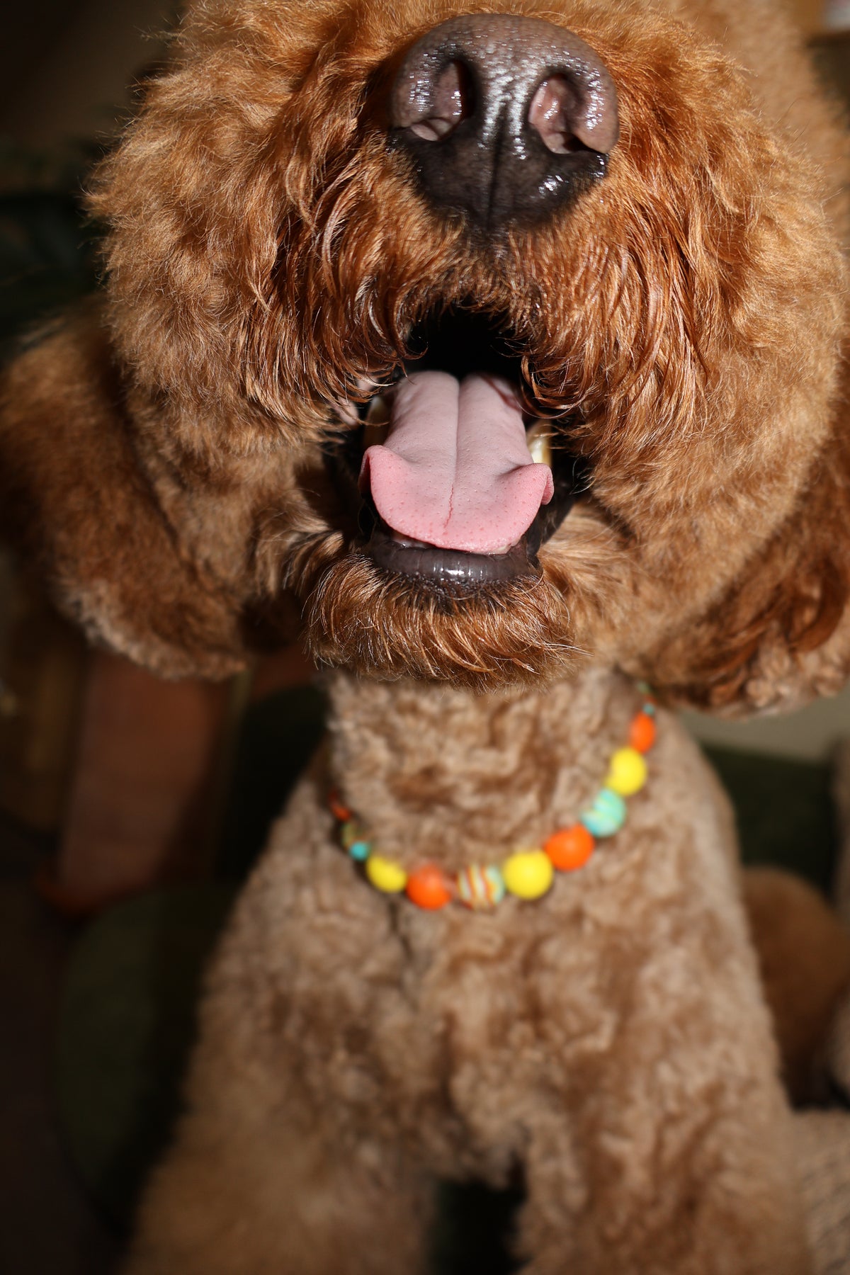 Sunset Blvd – Poodle Pearls Dog Necklace